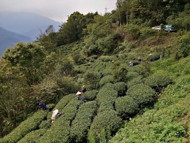 長江製茶 玉山茶行