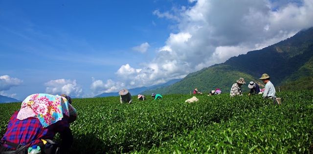 茶王