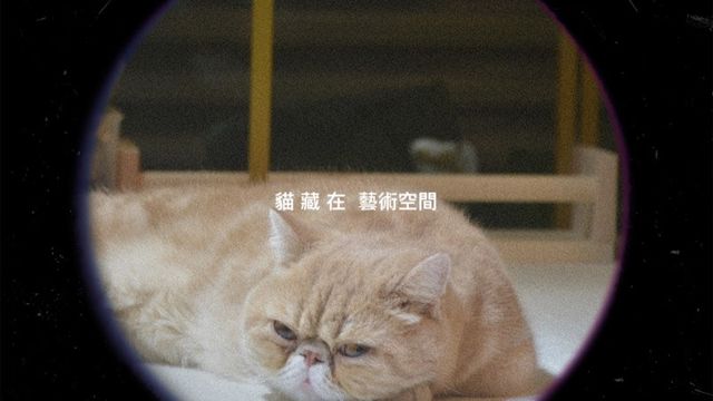貓藏在藝術空間。畫室