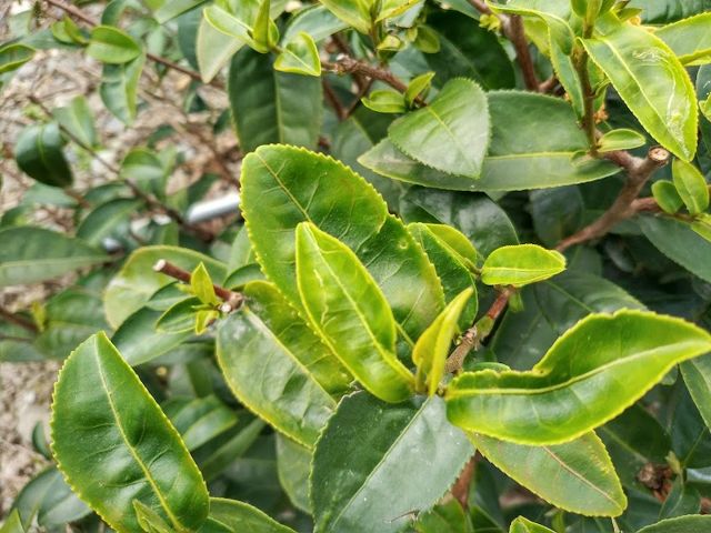 茗藝茶園