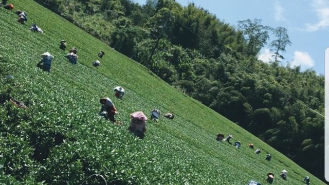 華馨園茶行中埔店(嘉義推薦茶行 阿里山高山茶 特殊高山茶 烏龍茶 梨山茶 大禹嶺茶 商業用茶 免濾商用茶包 飲料茶飲