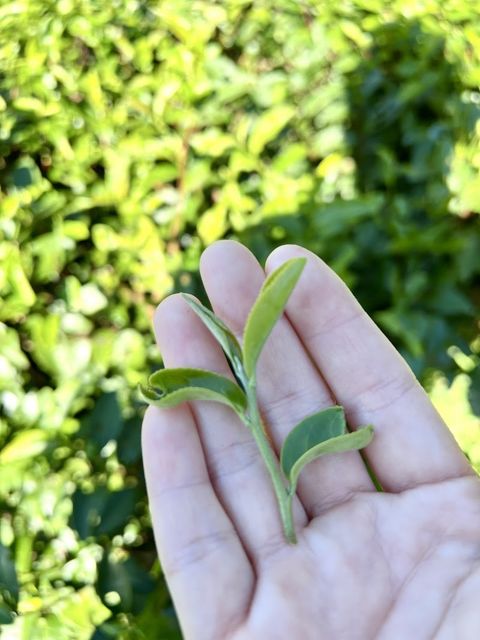 「紅烏龍」✨大峰友茶✨紅烏龍/蜜香紅茶/鮮採綠茶專賣-友你友我茶の職人