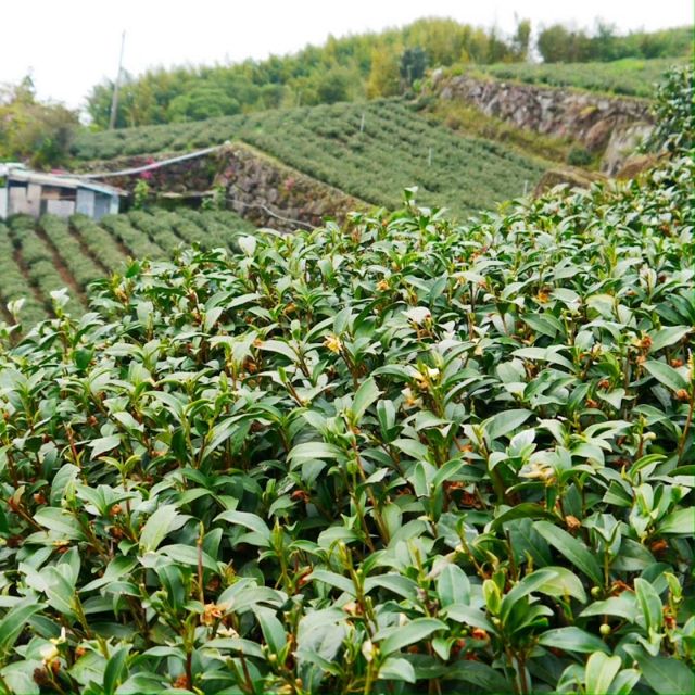 阿里山珠露茶(宏一製茶)烏龍茶高山茶石桌茶葉