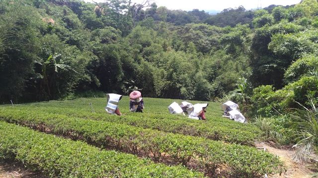 忠於良茶 ( 鍾新泉茶行 ) 東方美人茶、紅茶、烏龍茶、酸柑茶、台灣手工茶 Taiwan tea