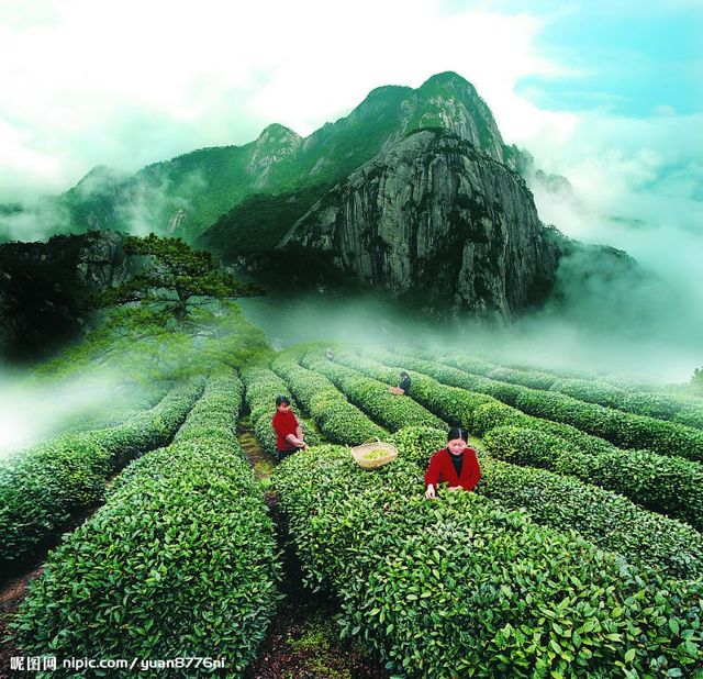 日大茶業Taiwan大批發(台灣高山茶、紫砂壺)
