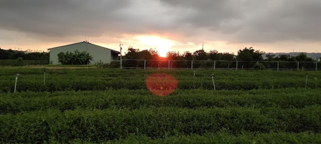 吉隆茶行